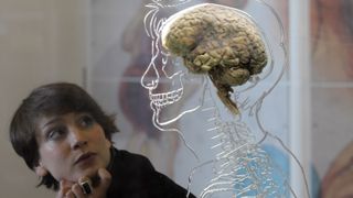 A woman looks at a human brain in a human-shaped frame