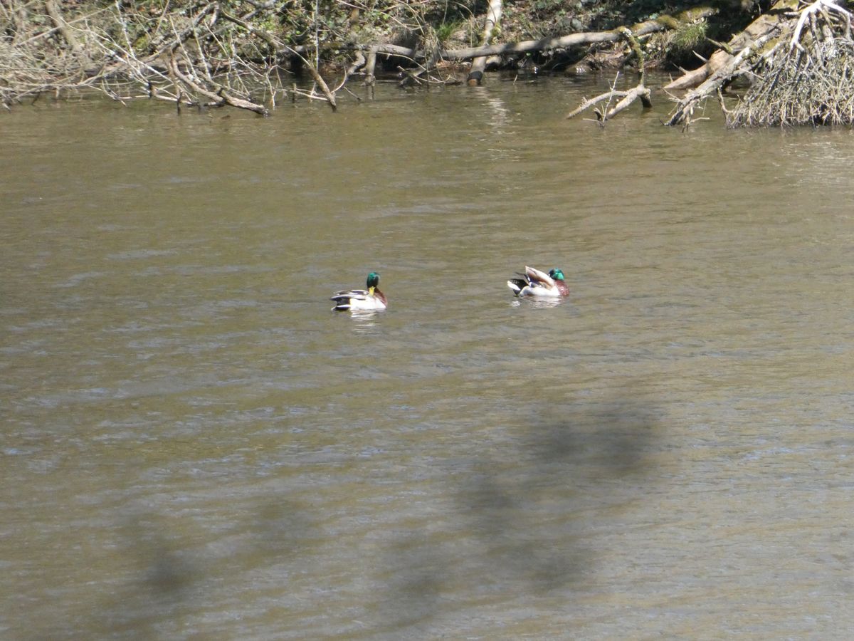 Image of ducks taken using the full zoom capabilities of the Panasonic Lumix ZS99/TZ99.