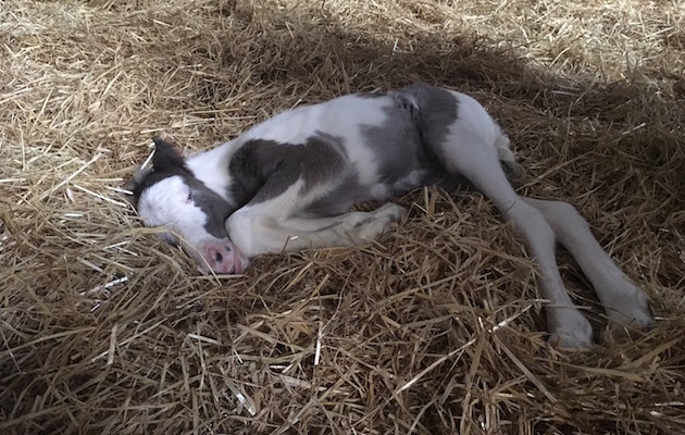 abandoned tethered mare healthy foal b