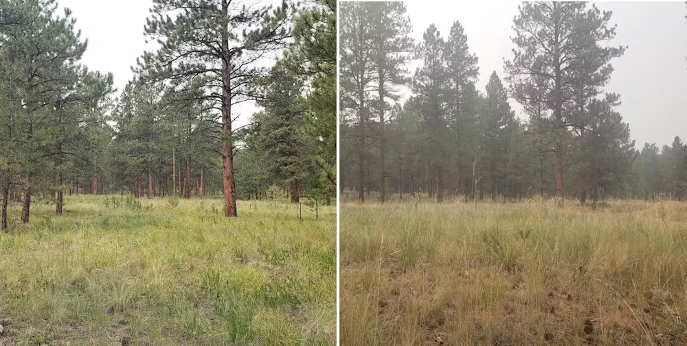 A split-panel image showing a forest on a clear day on one side, and the same forest filled by smoke on the other side