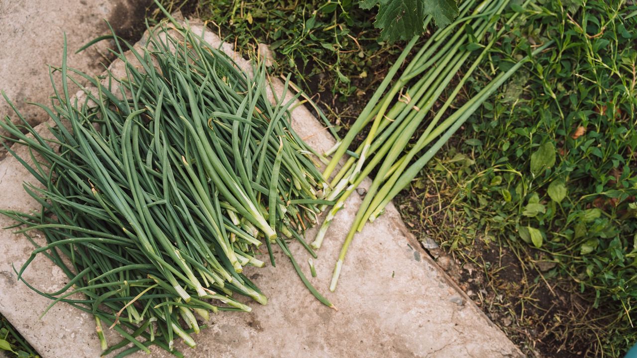 Spring onions harvested from a garden