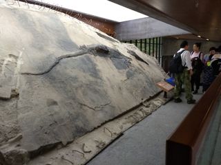 That bulge on the ichthyosaur fossil are its chunky stomach contents (i.e. the slabs of thalattosaur).