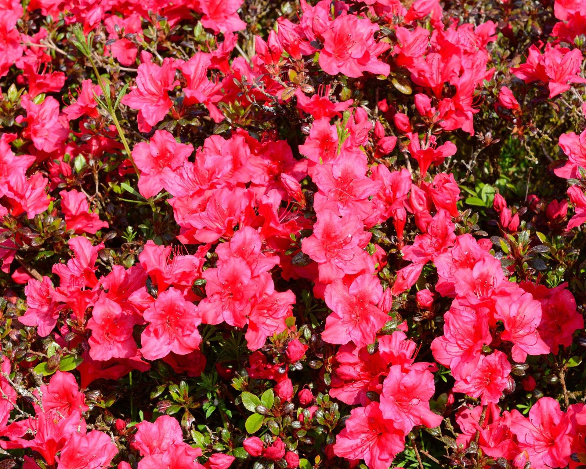 How to care for azaleas | Livingetc