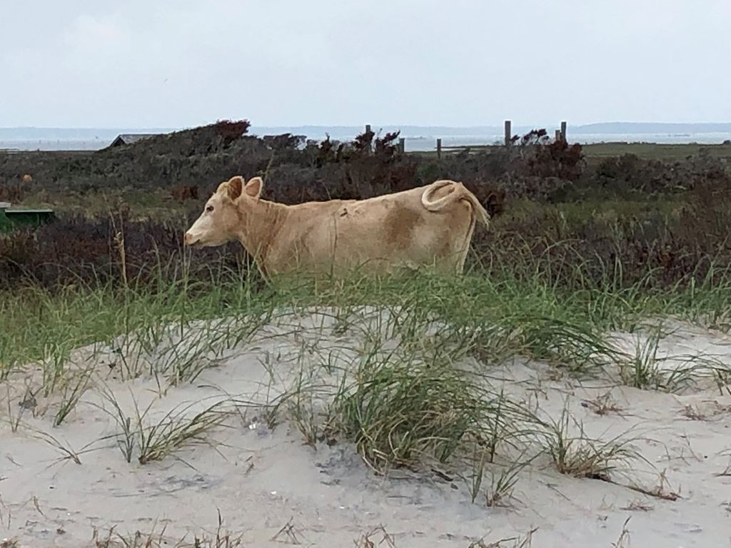 3 Cows Swept Out to Sea by Hurricane Dorian Were Found Peacefully Grazing on an Island Miles Away