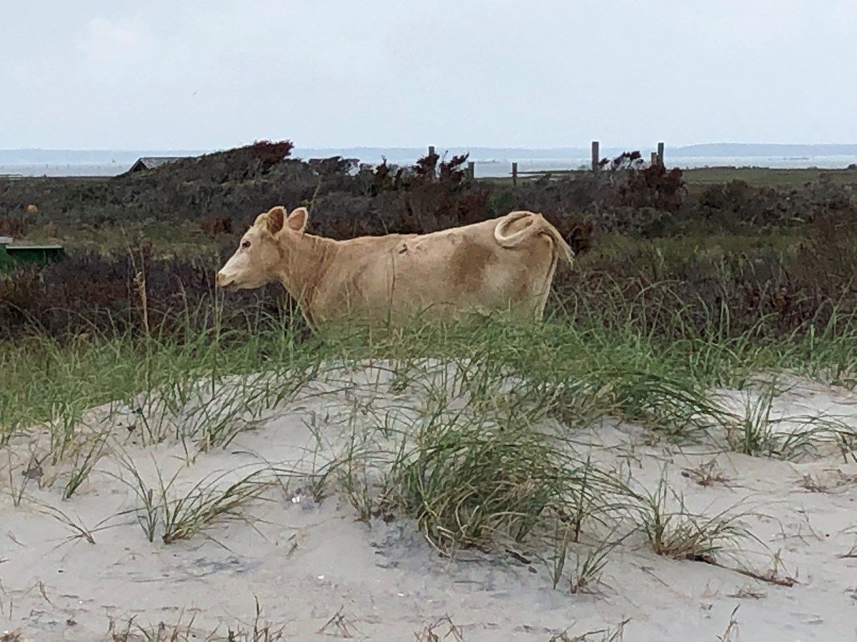 This wild cow was the first found roaming North Carolina&#039;s outer banks, having likely swam miles to get there.