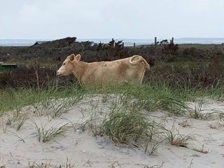 This wild cow was the first found roaming North Carolina's outer banks, having likely swam miles to get there.