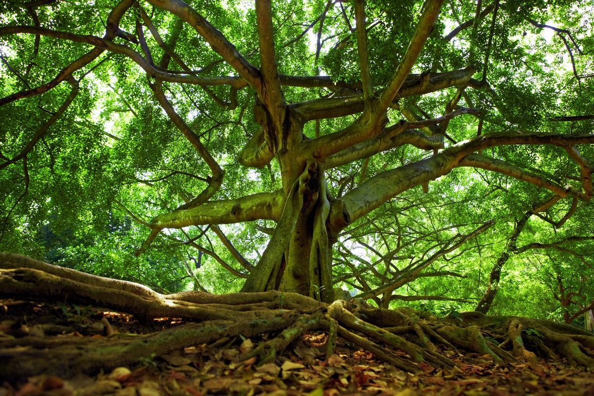 Fig tree in Sri Lanka