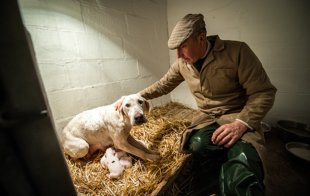VWH huntsman Philip Hague with Nightie and her puppies by North Cotswold Devon