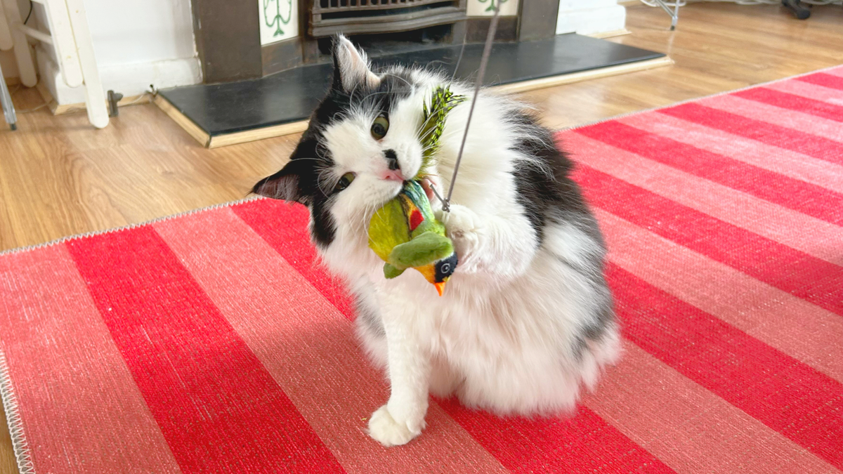 Megan&#039;s cat tofu playing with one of the best catnip toys and sitting on a pink and red stripy rug