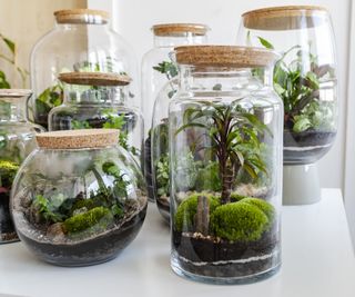 Moss terrarium