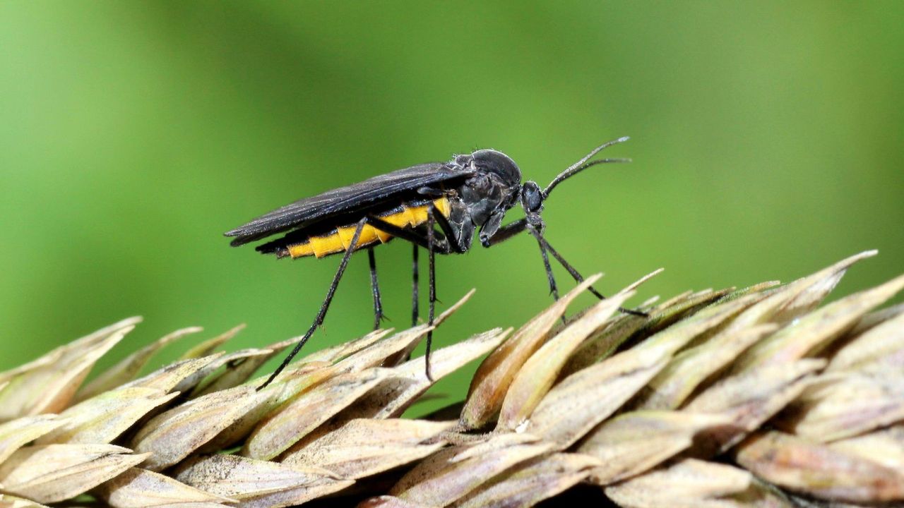 A close up of a fungus gnat on a branch 