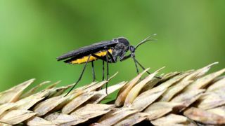How to get rid of fungus gnats - 4 foolproof ways