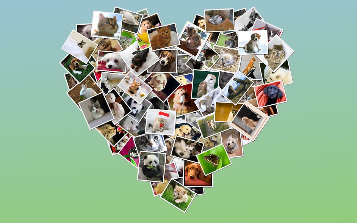 collage maker 100 photos app