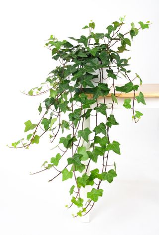 indoor ivy houseplant on a shelf