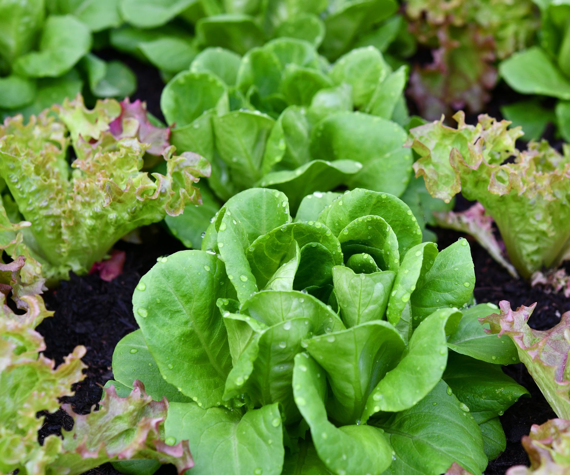 Zdrowa sałatka na przed snem