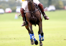 polo13.jpg