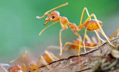 Weaver ants