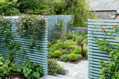 couryard garden with blue fence feature