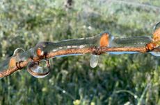 Willamette Valley frost