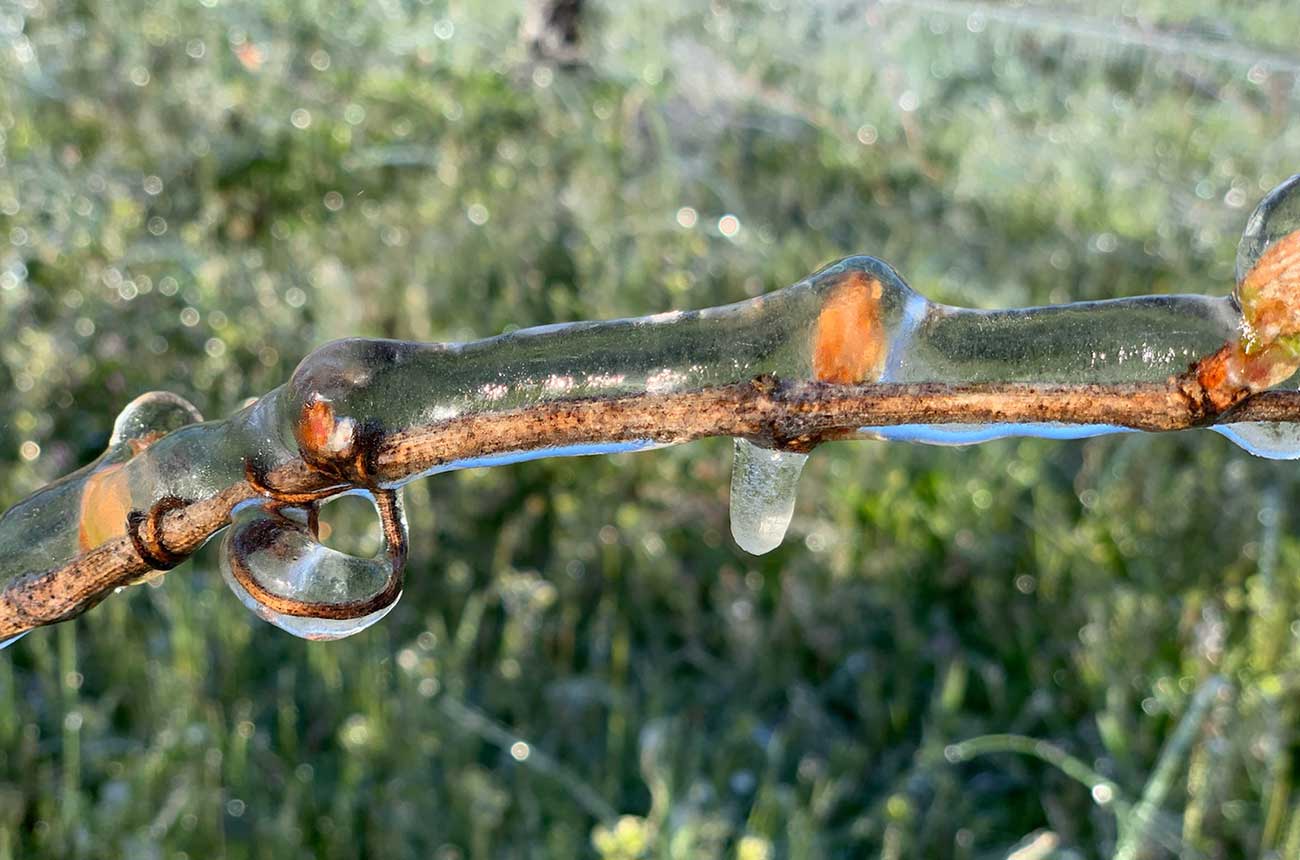 Willamette Valley frost