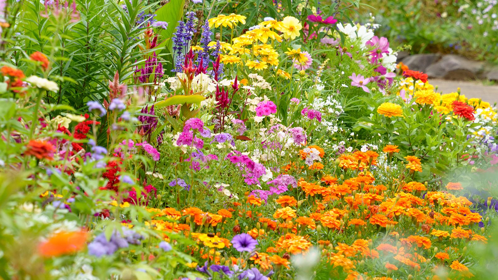 7 Flowers to Sow in September for a Vibrant Garden Next Year | Gardening  Know How