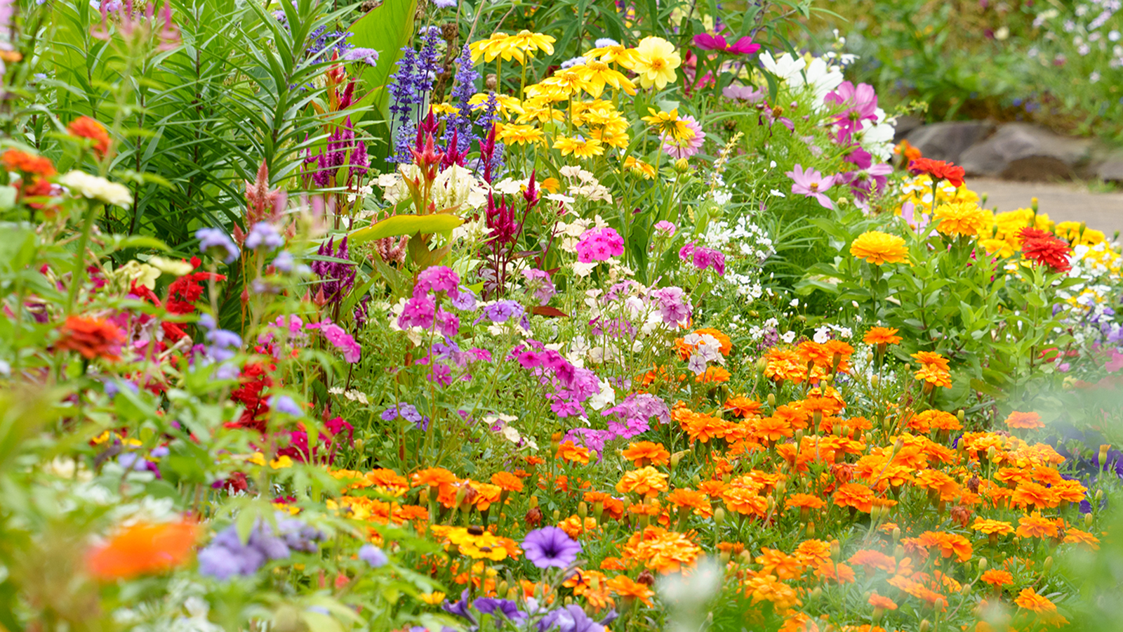 Flower bed filled with beautiful summer blooms