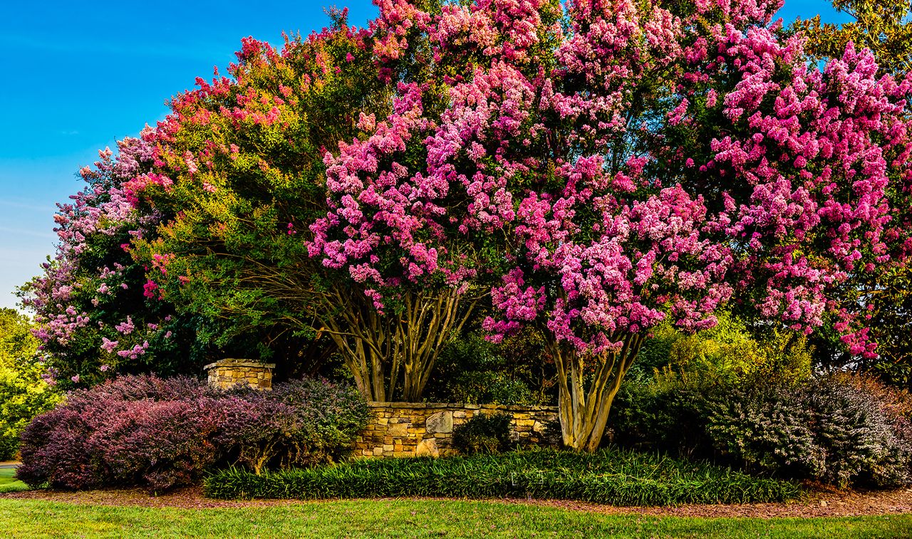 Best trees for front yards 10 varieties to suit all gardens Homes