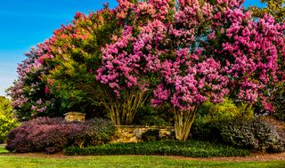 Crepe Myrtle trees producing beautiful colors during summer months