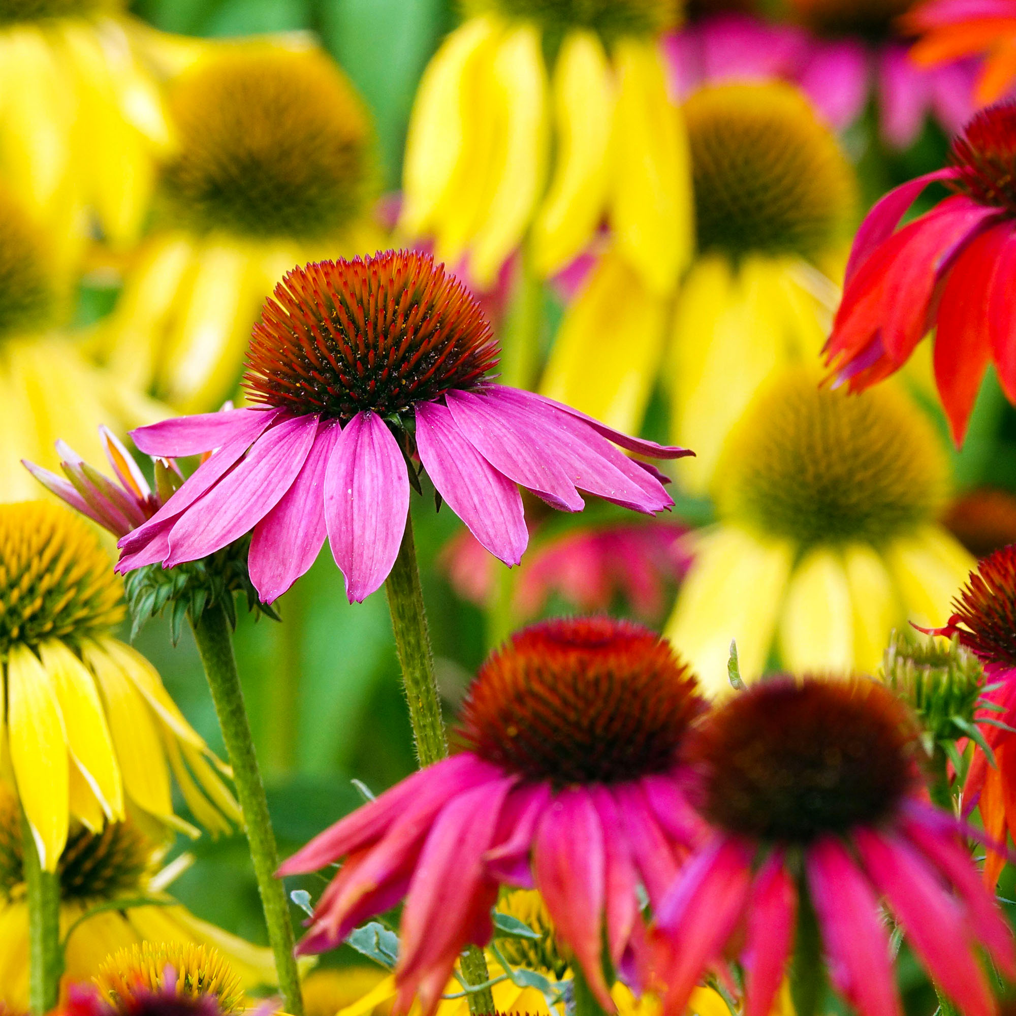 Echinacea Cheyenne Spirit coneflowers in mixed various colors