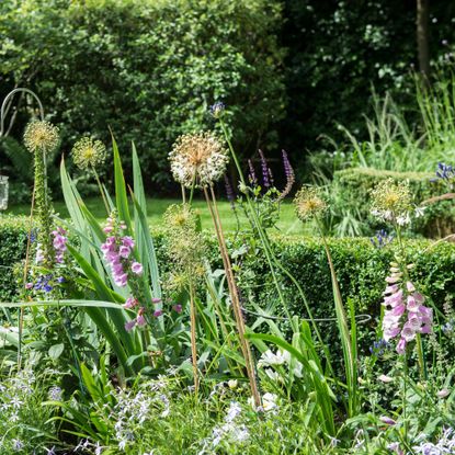 Plants including pink foxgloves in raised garden border