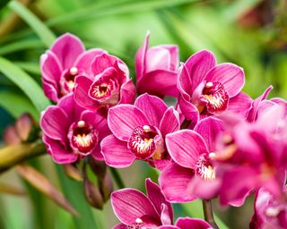 Close-up of a bright pink orchid