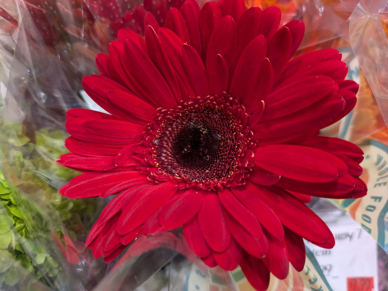 Google Pixel 8a closeup sample.