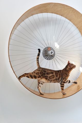 a bengal cat running on a wheel