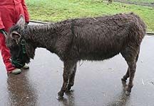 Hermione-donkey.JPG