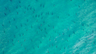 Thousands of blacktip sharks swarm near the shore of Palm Beach, Florida.