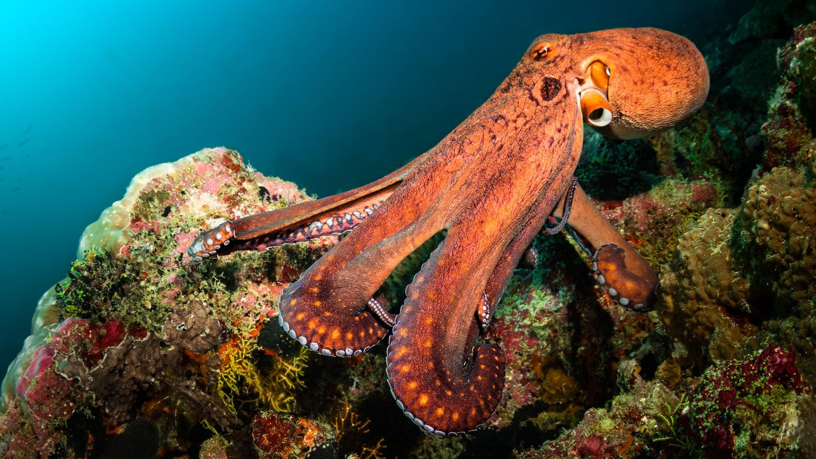 Octopuses: News, features and articles | Live Science