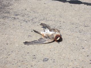 roadkill-bird