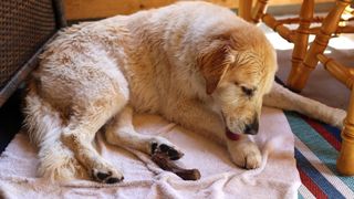 dog paw grooming