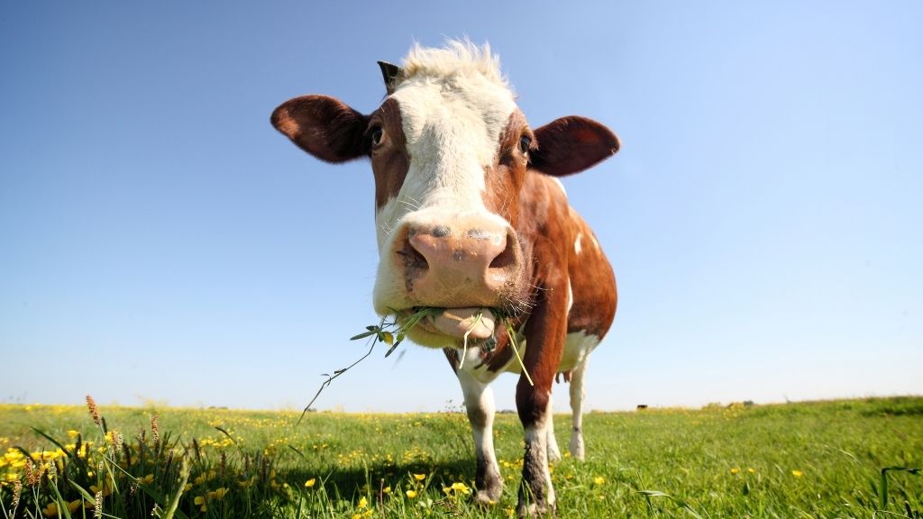 Nahaufnahme einer Kuh, die Gras in einem Feld isst?