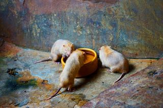 rats drinking water