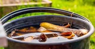 bucket of water with banana peels floating to make nutrient rich water to show how to use banana peels in your garden
