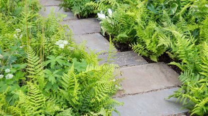 Garden detail with grey paving slabs and wooden bench on low brick wall with ferns