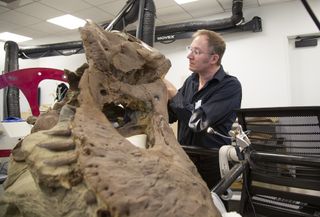 Paleontologist Thomas Carr examines the "Tufts-Love" T. rex at the Burke Museum of Natural History and Culture in Seattle, Washington.