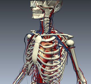 Biodigital human cardiovascular system