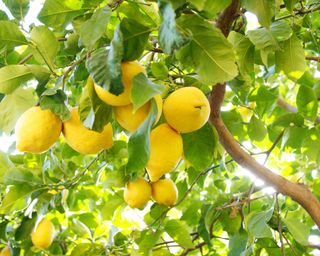 Lemon tree