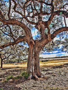 Oak Wilt On Oak Tree