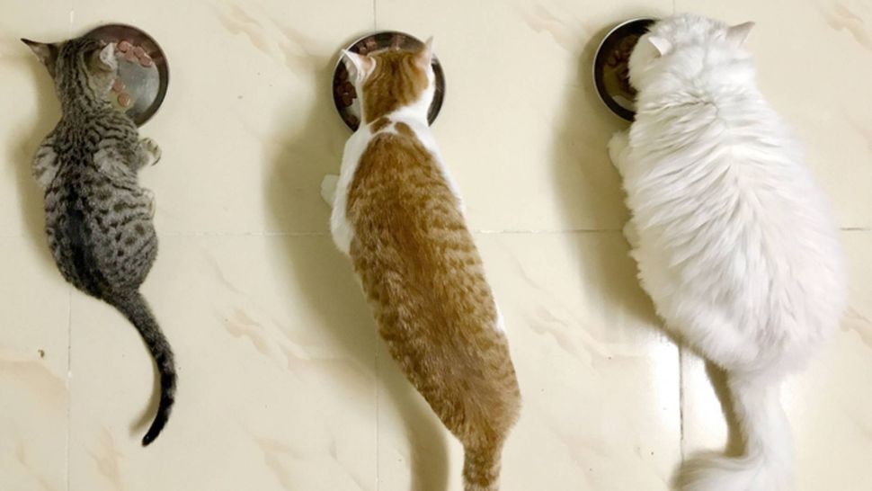 feeding-multiple-cats-in-the-same-household-how-to-feed-cats