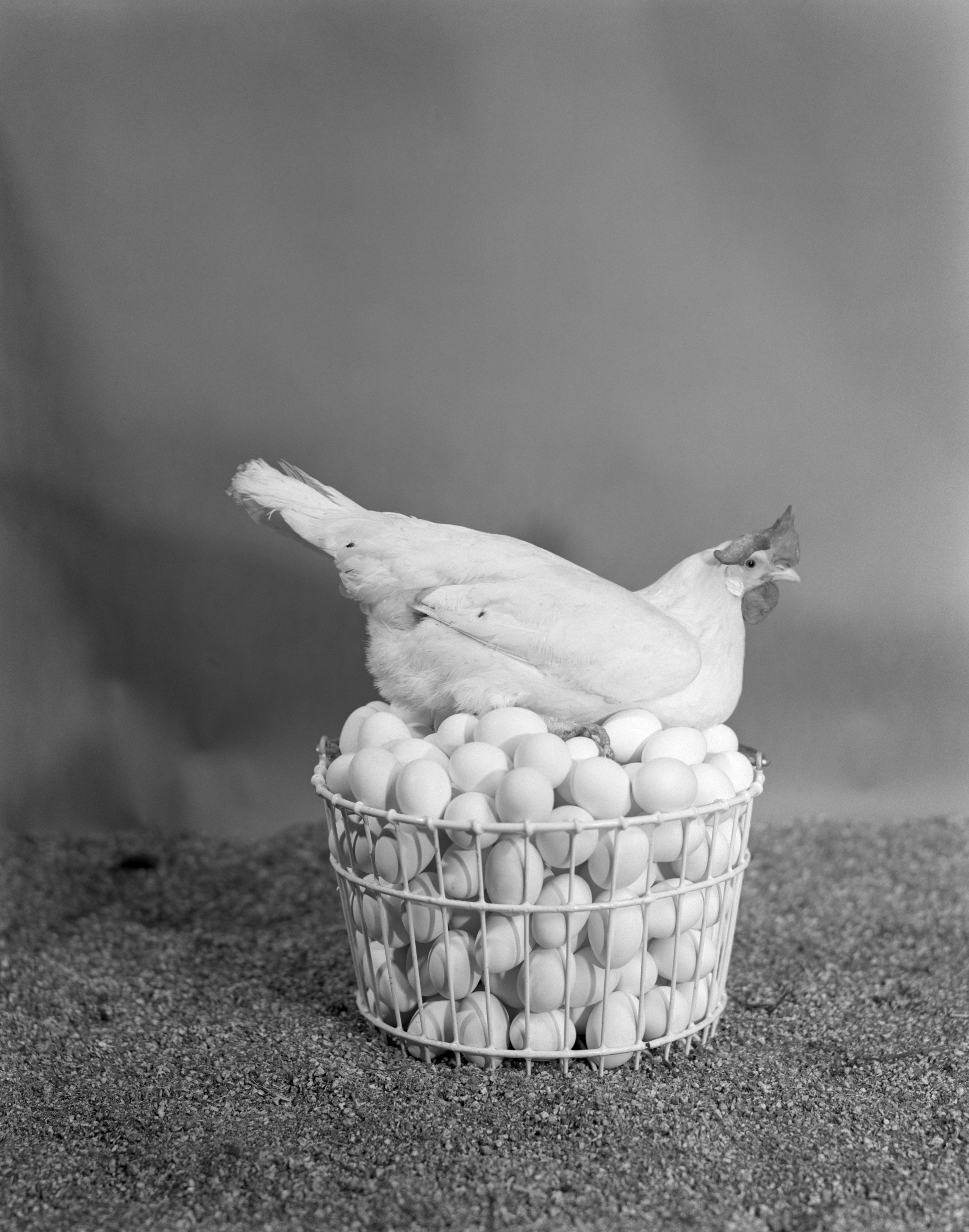 Chicken sitting on a basket of eggs.