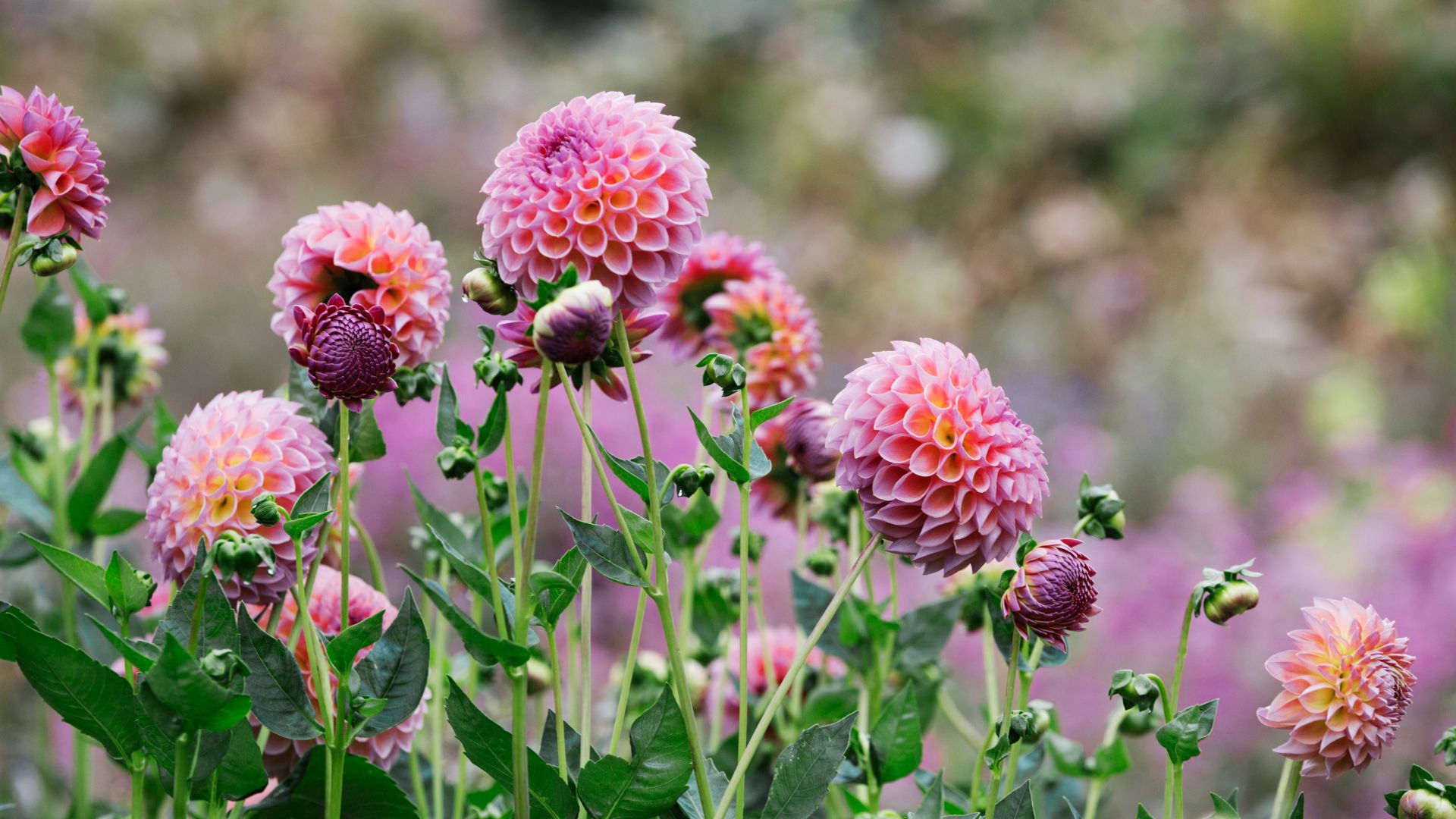 picture of dahlias growing in garden