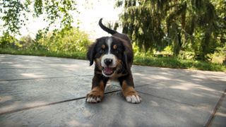 Close up of playful puppy outside